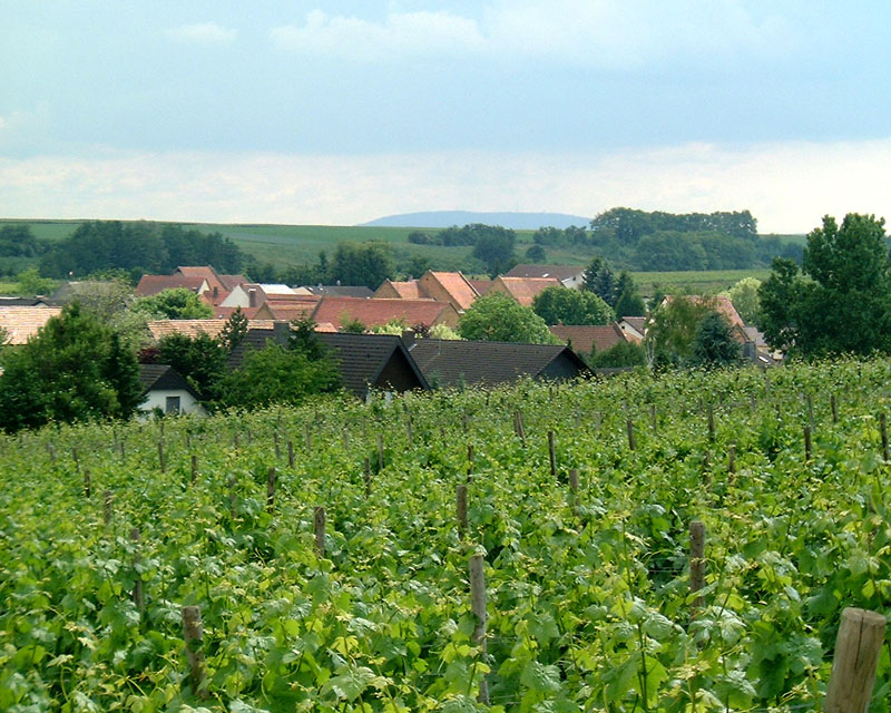 Blick ber das Oberdorf zum Donnersberg