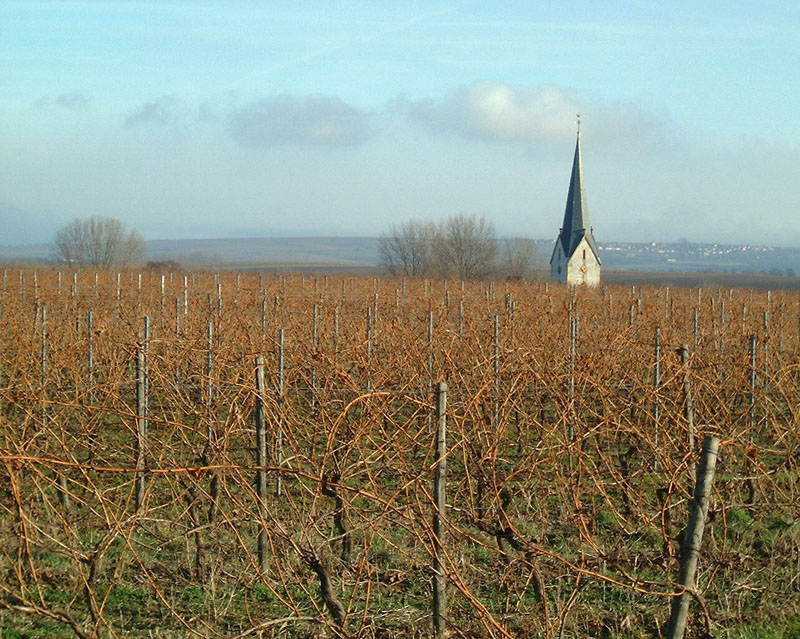 Kirchturm hinter Reben