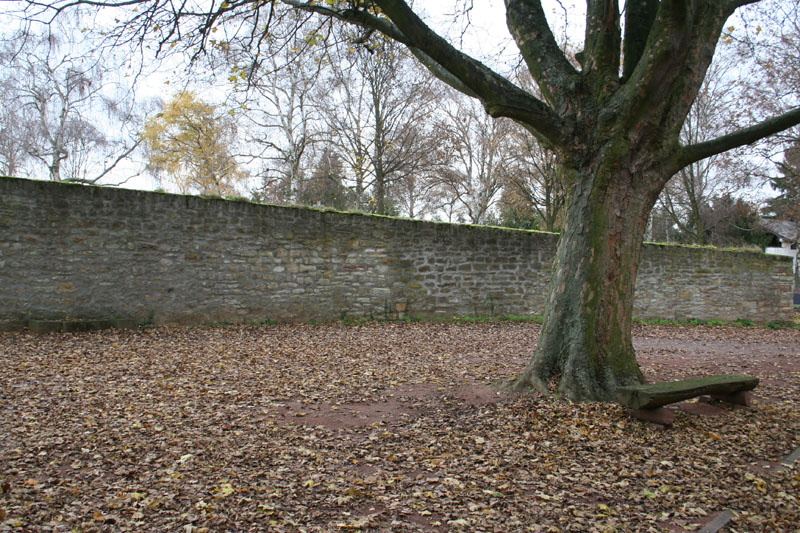 Kirchturmsmauer mit Ahorn - Herbst