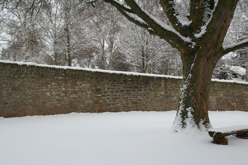 KIrchhofsmauer mit Ahorn - Winter