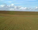 bestelltes Feld