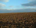 Feld