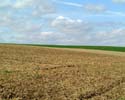 Feld
