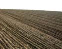 Feld