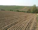 Feld