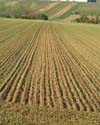 feld