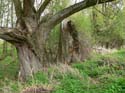 Wildnis im Daal