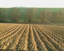 bearbeitetes Feld