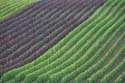 Rebreihen im Herbst