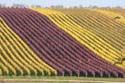 Rebreihen im Herbst