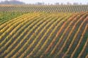 Rebreihen im Herbst