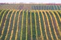 Rebreihen im Herbst