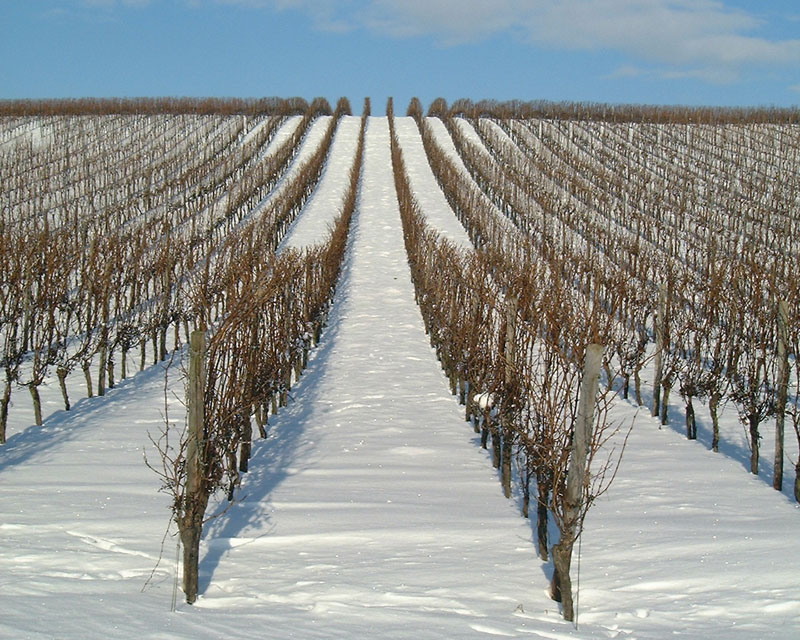 Rebzeilen im Winter