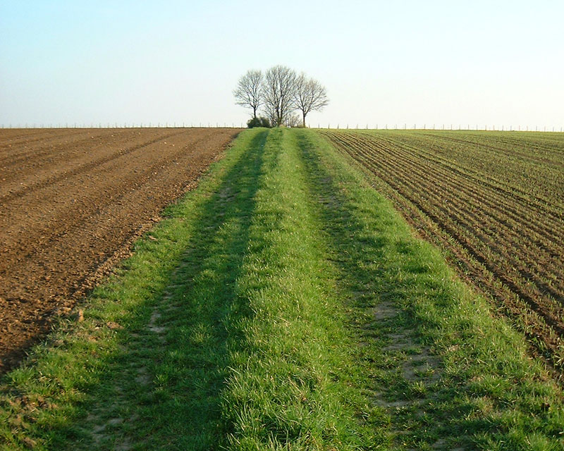 Weg zwischen Feldern