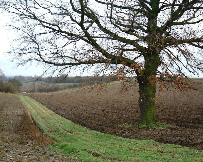 Eichbaum am Gemsborn