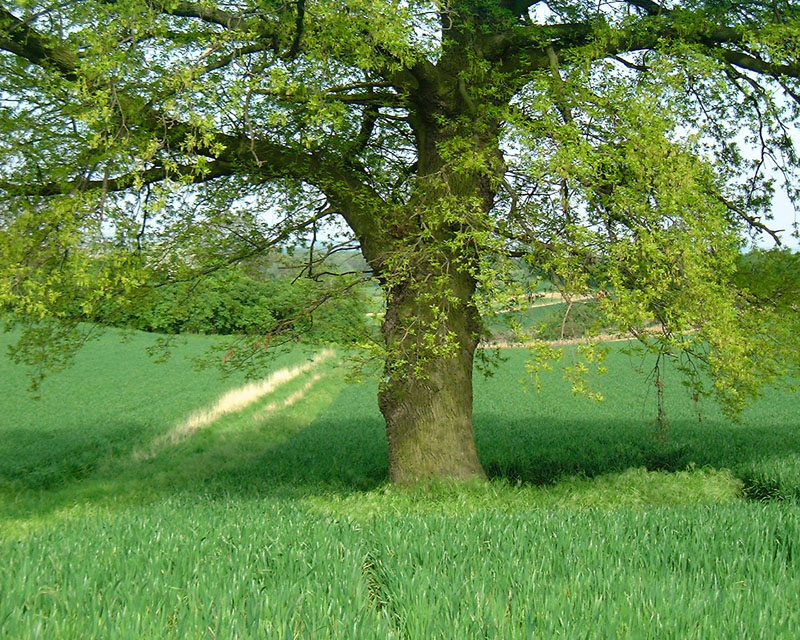 Eichbaum am Gemsborn