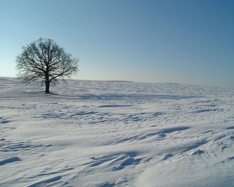 Eichbaum am Gemsborn