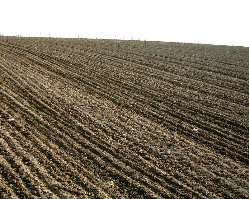 Feld