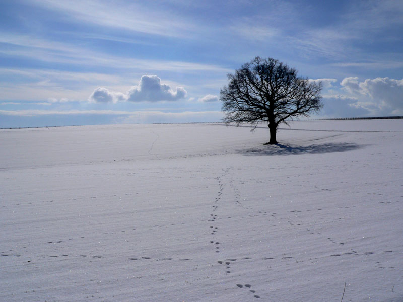 Landschaft im Winter