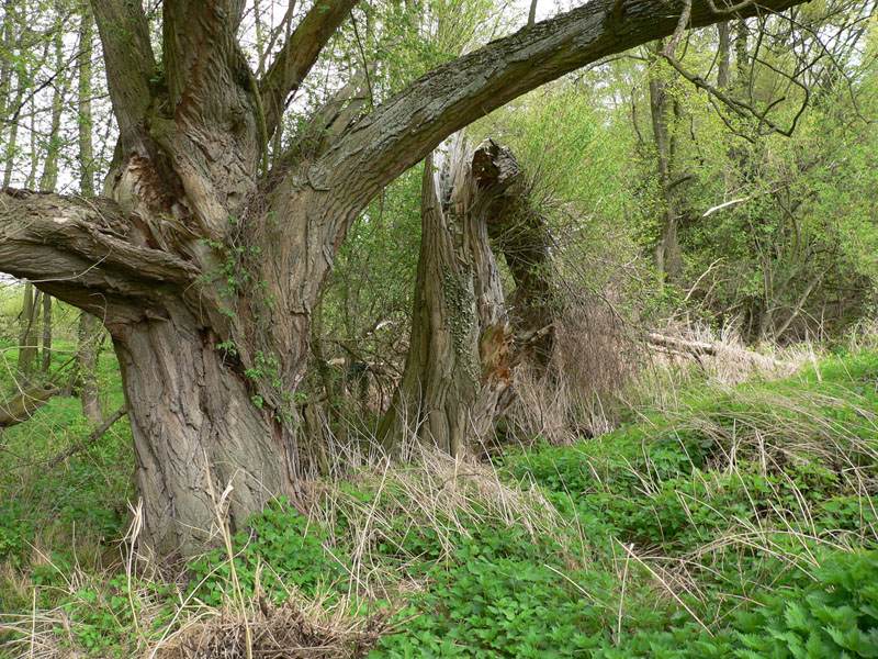 Wildnis im Daal