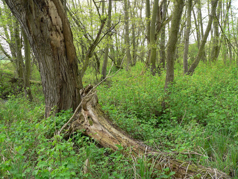 Wildnis im Daal