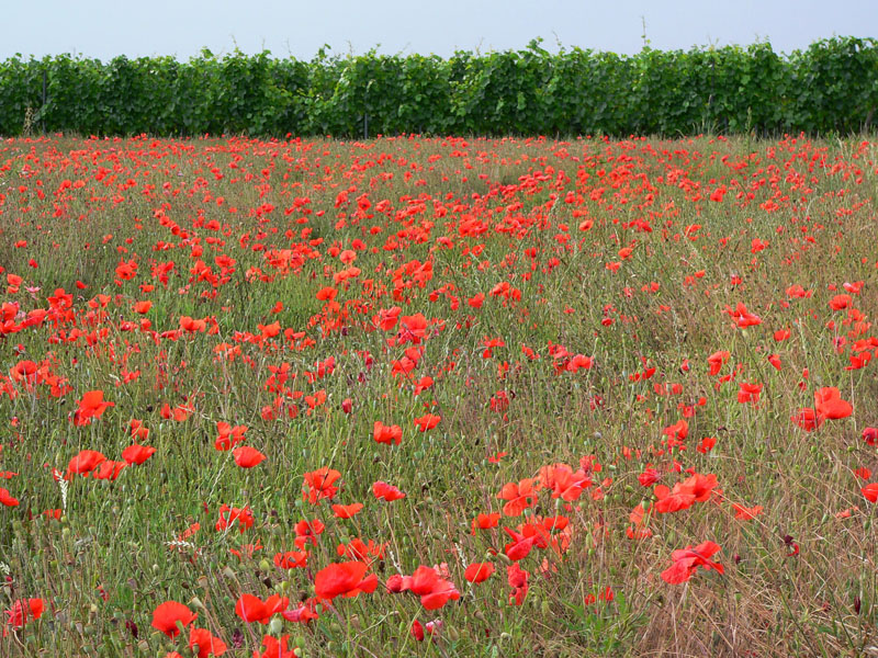 Mohn und Wingert