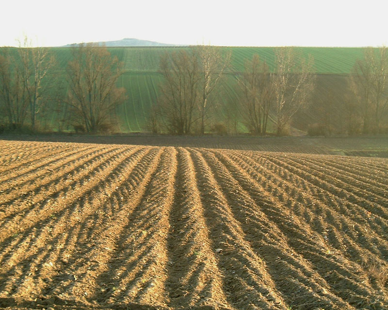 bearbeitetes Feld