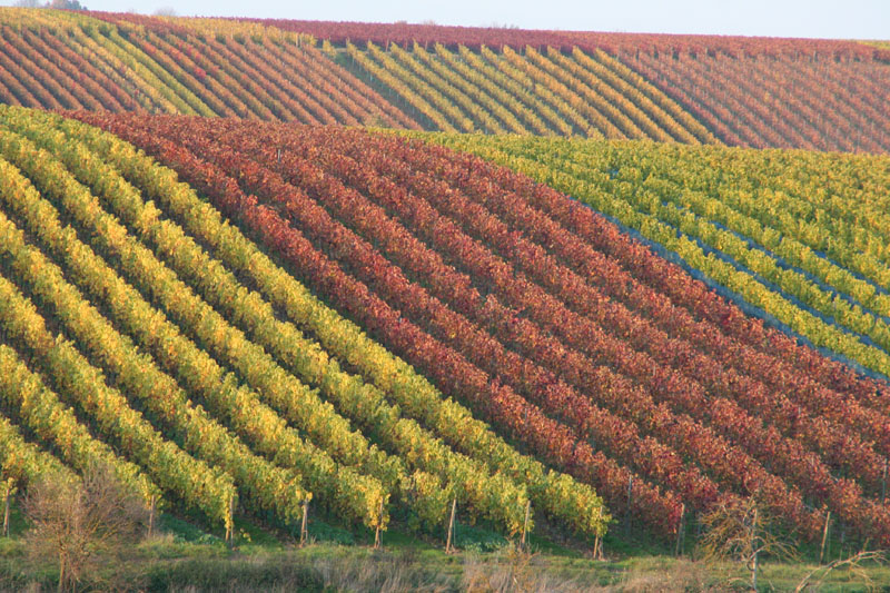 Rebreihen im Herbst