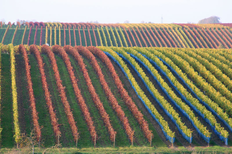 Rebreihen im Herbst